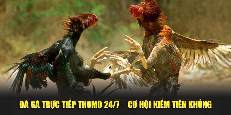 Thời gian diễn ra trận đá gà đòn trực tiếp Thomo dễ dàng