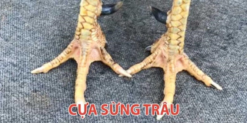 Sừng trâu - Cựa gà đá phổ biến nhất