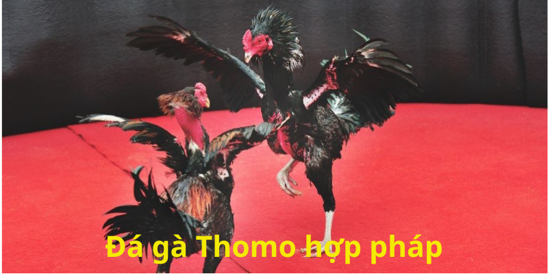 Hình thức chọi kê ở đấu trường Thomo được hợp pháp hó