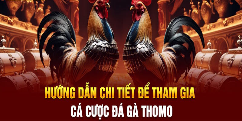 Tham gia trải nghiệm chọi kê Thomo đơn giản