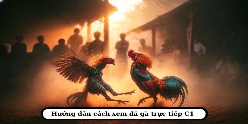 Hướng dẫn đăng ký, theo dõi, cá cược đá gà trực tiếp C1