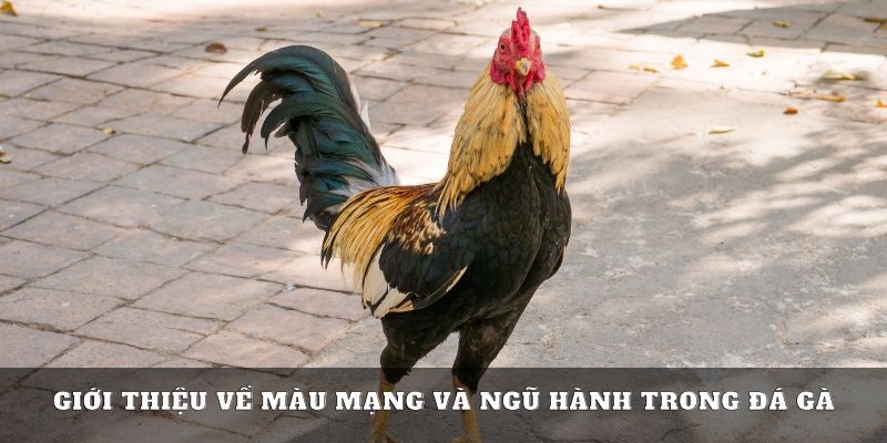 Tìm hiểu về định nghĩa màu mạng gà đá là gì?