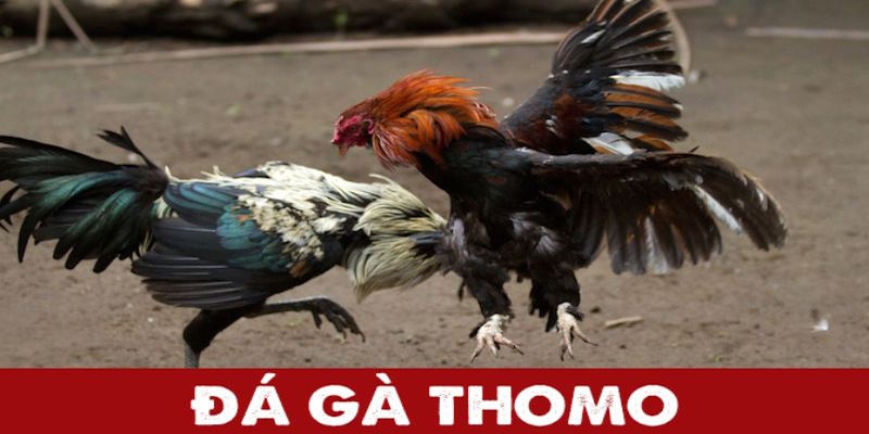 Chọi kê đấu trường Thomo luôn hấp dẫn