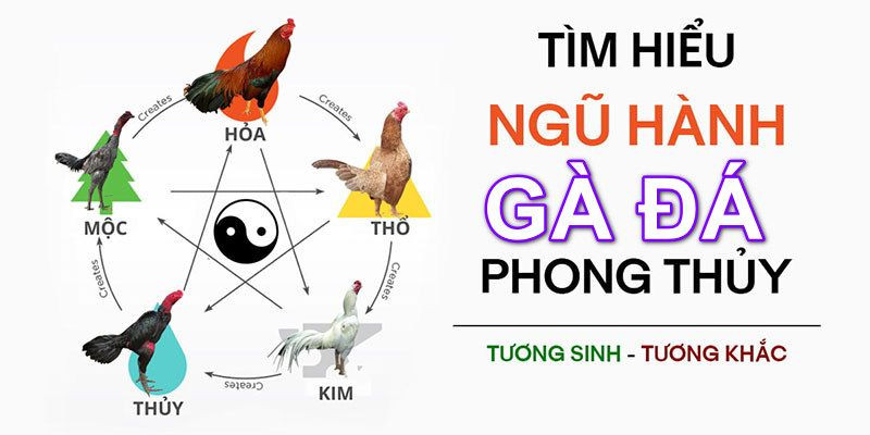 màu mạng gà đá