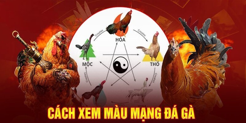 Hướng dẫn chọn màu mạng gà đá mệnh Kim chuẩn nhất