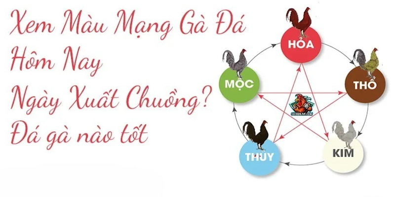 Tổng hợp một số màu mạng gà đá phổ biến nhất hiện nay