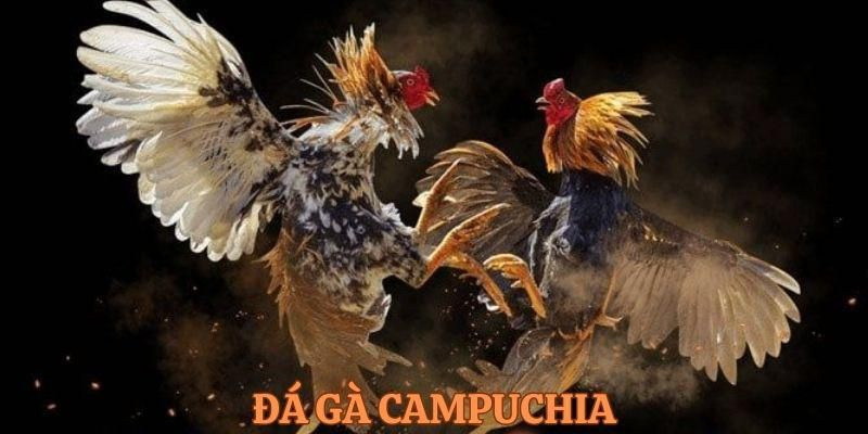 Trực tiếp đá gà Campuchia - Hoạt động giải trí đầy hấp dẫn