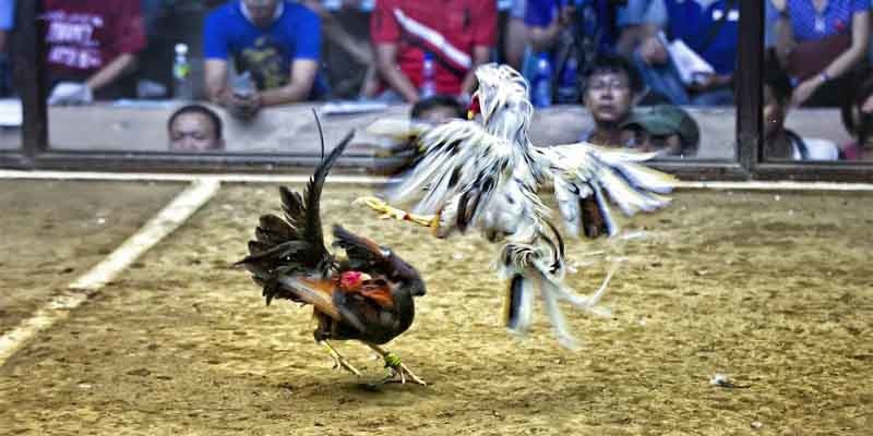 trực tiếp đá gà phi hôm nay