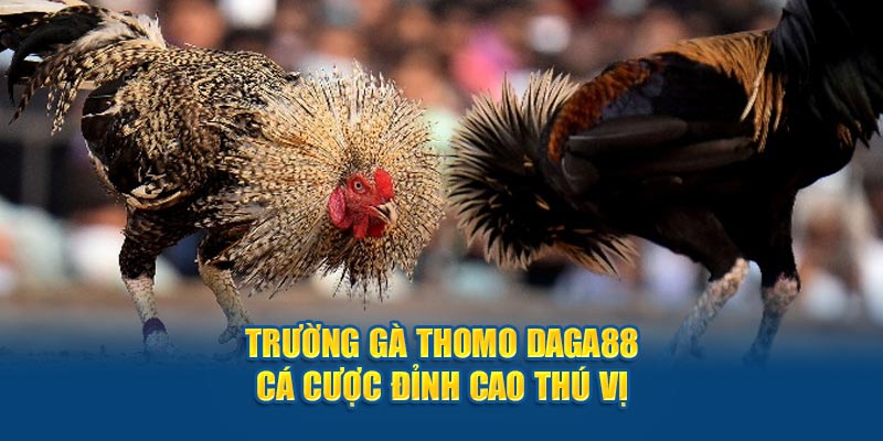 Cách theo dõi đá gà đòn trực tiếp Thomo dễ dàng