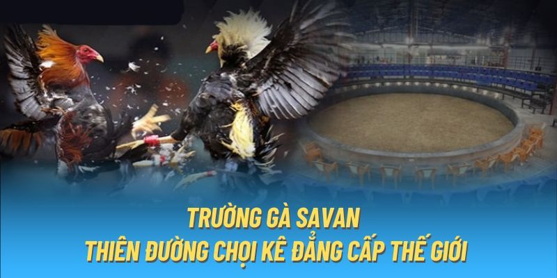 Ưu điểm khiến trường gà Savan nổi tiếng