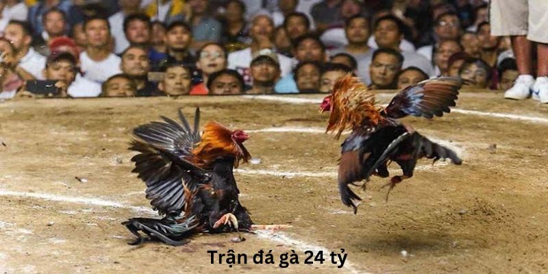 tìm hiểu về trận đá gà 24 tỷ